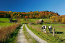 Cows near country road in Autumn