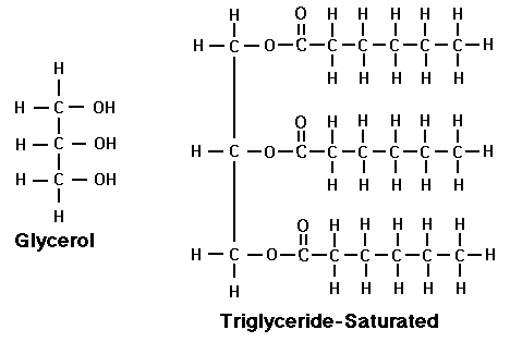 Glycerol and Triglyceride molecules