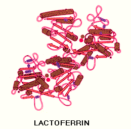 Lactoferrin Molecule