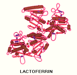 More About Lactoferrin In Cow S Milk