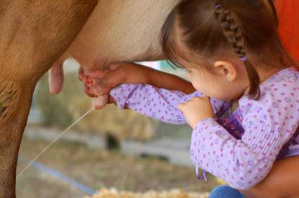 Little Girl Milking