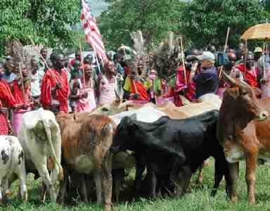 Maasai donating cows to U.S. after 9-11