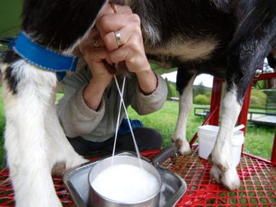 Carol milking Maya.